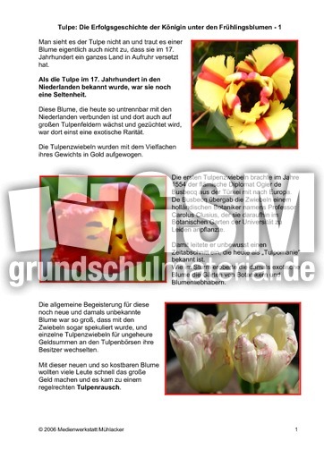 Tulpe-Erfolgsgeschichte-1.pdf